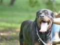 imported-rottweiler-crossing-stud-small-0